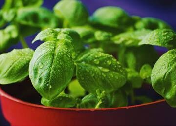 Basil (Ocimum basilicum) promotes heart health with antioxidants, anti-inflammatory effects, and blood pressure-lowering properties.