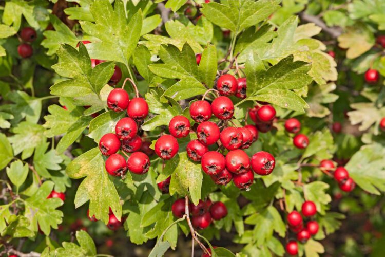 فيتاميناتي الزعرور (Crataegus monogyna)، عشبة تدعم صحة القلب بفضل خصائصه المضادة للأكسدة وخفض ضغط الدم، مما يساعد في إدارة CAD