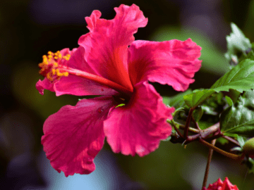 Hibiscus (Hibiscus rosa-sinensis) promotes heart health by reducing blood pressure, providing antioxidants, and supporting vascular health.