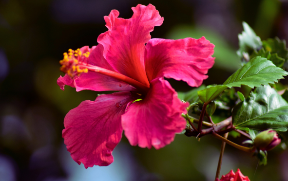 فيتاميناتي الكركديه (Hibiscus rosa-sinensis)، نبات غني بمضادات الأكسدة، يساعد في خفض ضغط الدم ودعم صحة القلب بفضل خصائصه المضادة للالتهاب.