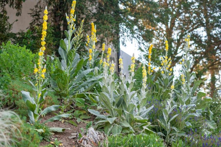 الزعرور (Verbascum densiflorum)، نبات تقليدي يدعم صحة الجهاز التنفسي، يخفف تهيج الشعب الهوائية ويعمل كمقشع طبيعي لمرضى COPD.