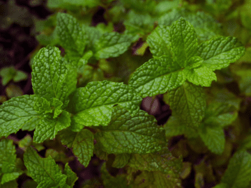 فيتاميناتي النعناع (Mentha × piperita)، نبات عطري يحتوي على المنثول، يدعم التنفس ويوسع الشعب الهوائية، ويخفف السعال بخصائصه المضادة للالتهاب