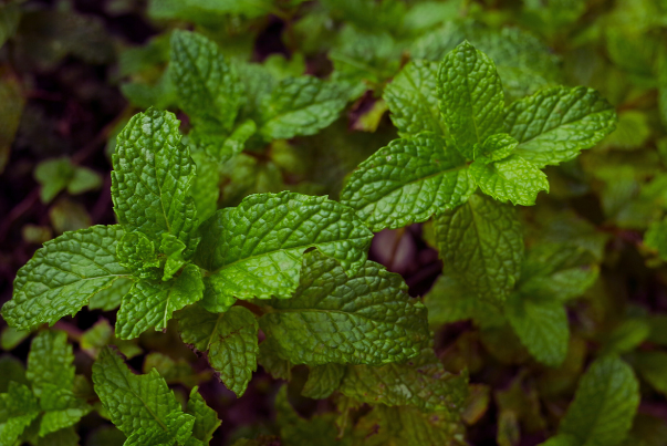 فيتاميناتي النعناع (Mentha × piperita)، نبات عطري يحتوي على المنثول، يدعم التنفس ويوسع الشعب الهوائية، ويخفف السعال بخصائصه المضادة للالتهاب