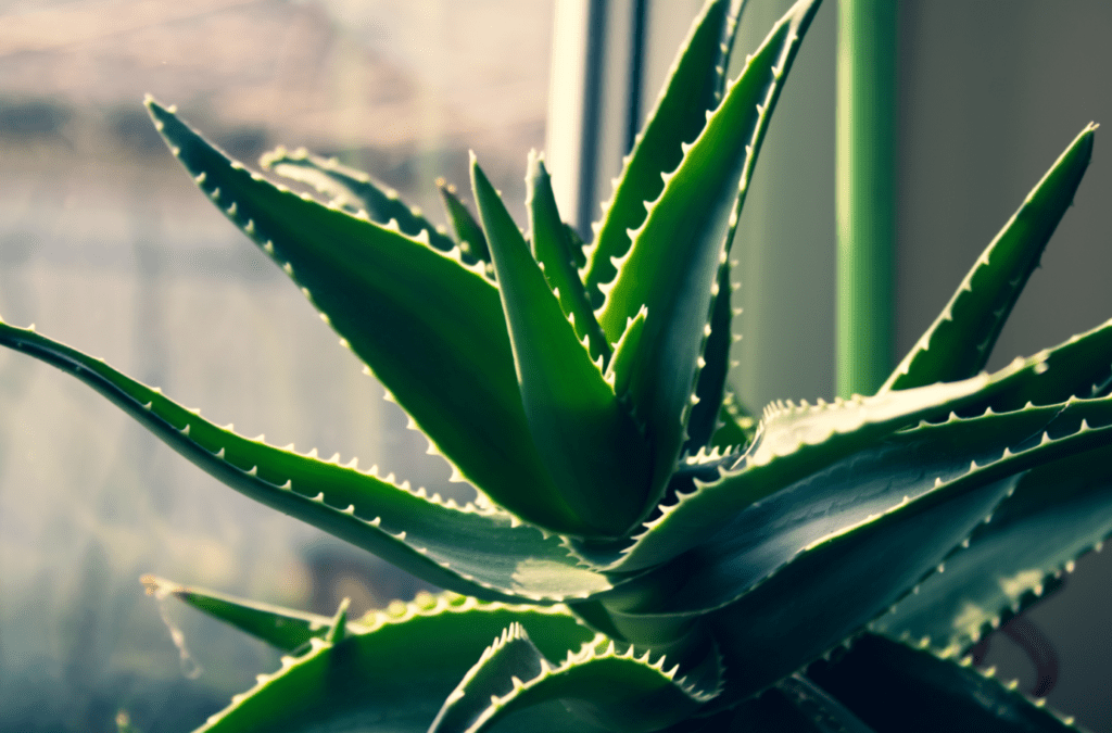 فيتاميناتي الألوفيرا (Aloe barbadensis miller)، نبات عصاري شهير بخصائصه العلاجية المتعددة، يستخدم لعلاج مشاكل الجلد، تحسين الهضم، ودعم المناعة