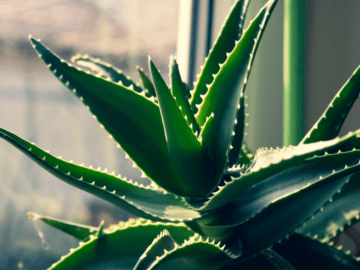 فيتاميناتي الألوفيرا (Aloe barbadensis miller)، نبات عصاري شهير بخصائصه العلاجية المتعددة، يستخدم لعلاج مشاكل الجلد، تحسين الهضم، ودعم المناعة