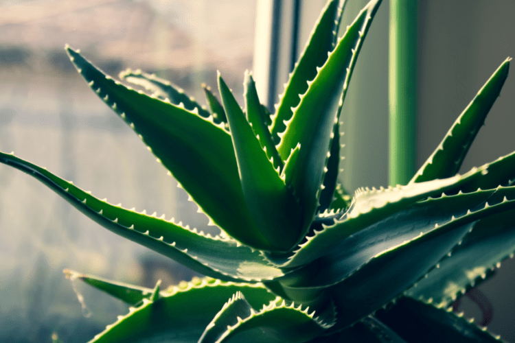 فيتاميناتي الألوفيرا (Aloe barbadensis miller)، نبات عصاري شهير بخصائصه العلاجية المتعددة، يستخدم لعلاج مشاكل الجلد، تحسين الهضم، ودعم المناعة