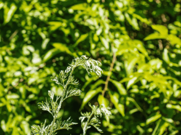 Artemisia annua, a plant valued in traditional Chinese medicine, produces artemisinin, key in malaria treatment due to its rapid, potent action.