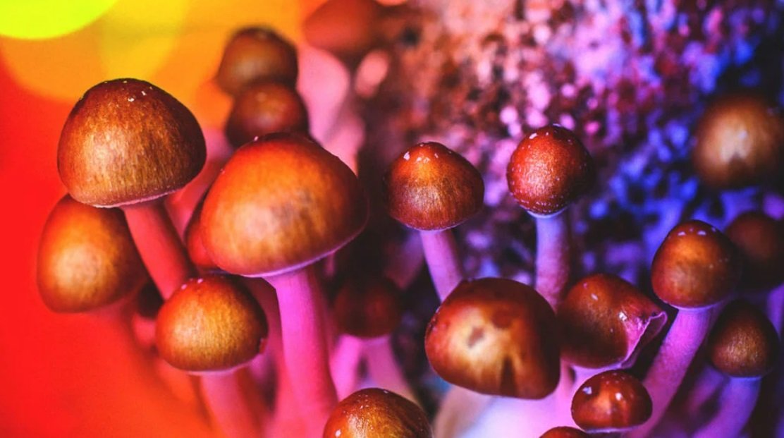 كيف يساعد فطر السيلوسايبين في تخفيف التوتر وتعزيز الصحة النفسية؟