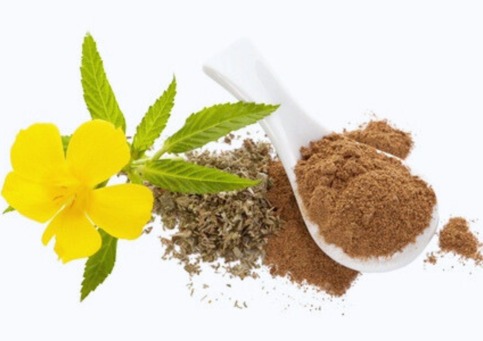 Damiana plant (Turnera diffusa) with vibrant yellow flowers, dried leaves, and finely ground powder in a white spoon, highlighting its herbal and medicinal uses. A popular natural remedy for libido, mood enhancement, and digestion.