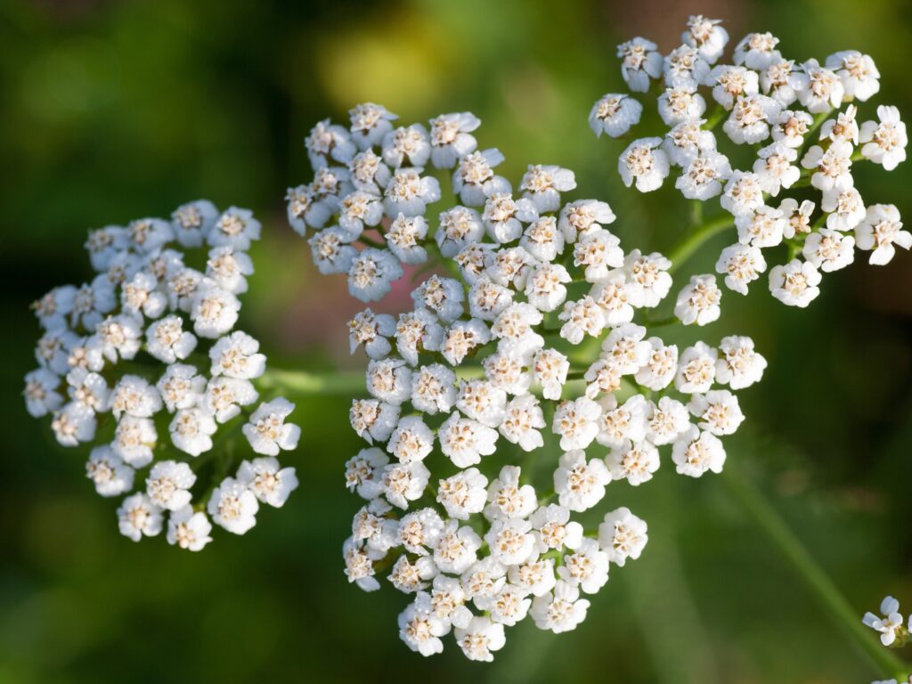 common yarrow achillea millefolium medicinal her