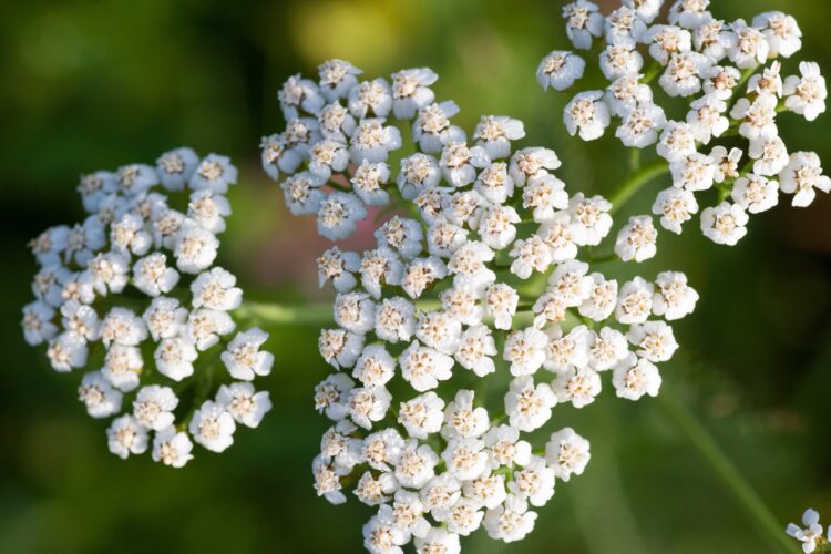 common yarrow achillea millefolium medicinal her