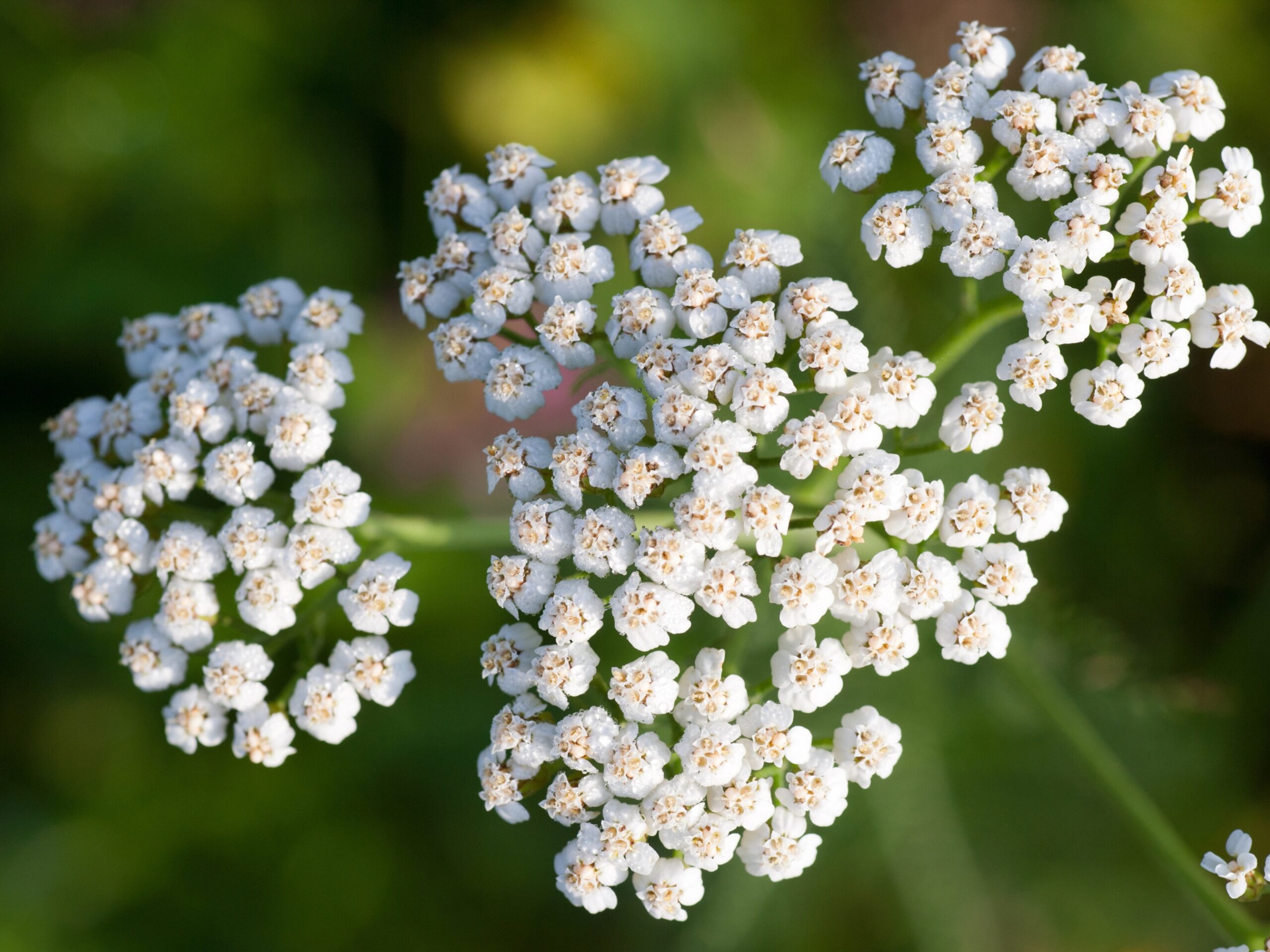 common yarrow achillea millefolium medicinal her