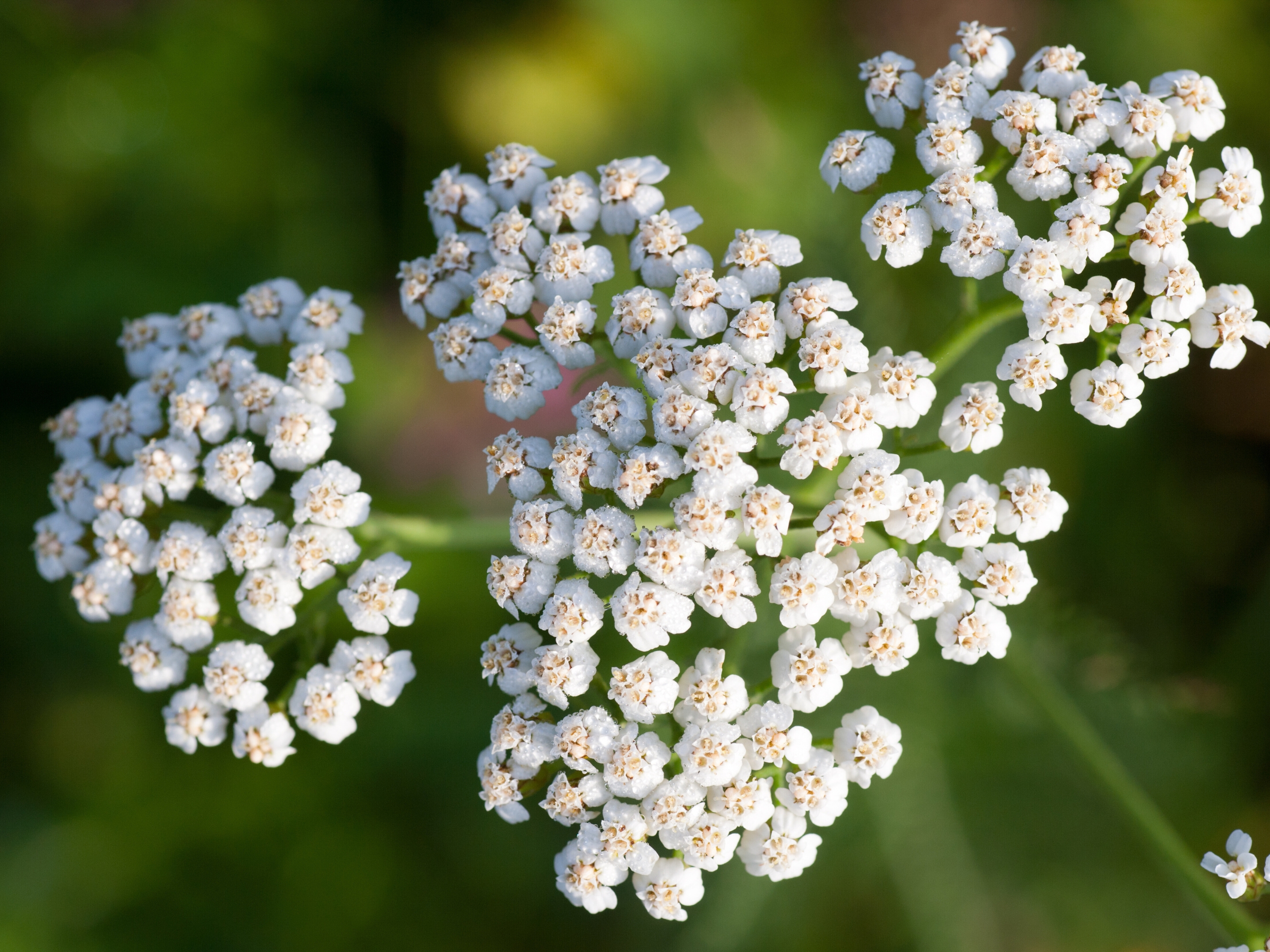 الأشيليا (Achillea millefolium): المعالج الطبيعي القديم يعود إلى الواجهة من جديد