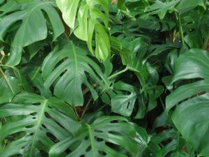Natural adaptogen herbs like Ashwagandha and Rhodiola used in stress relief supplements