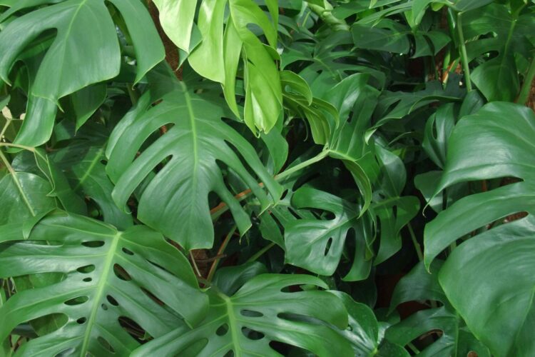 Natural adaptogen herbs like Ashwagandha and Rhodiola used in stress relief supplements