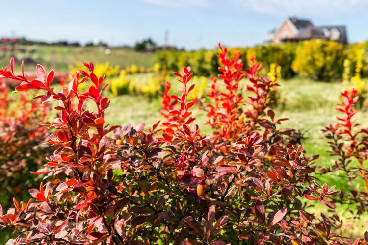 Berberine supplement benefits for blood sugar control