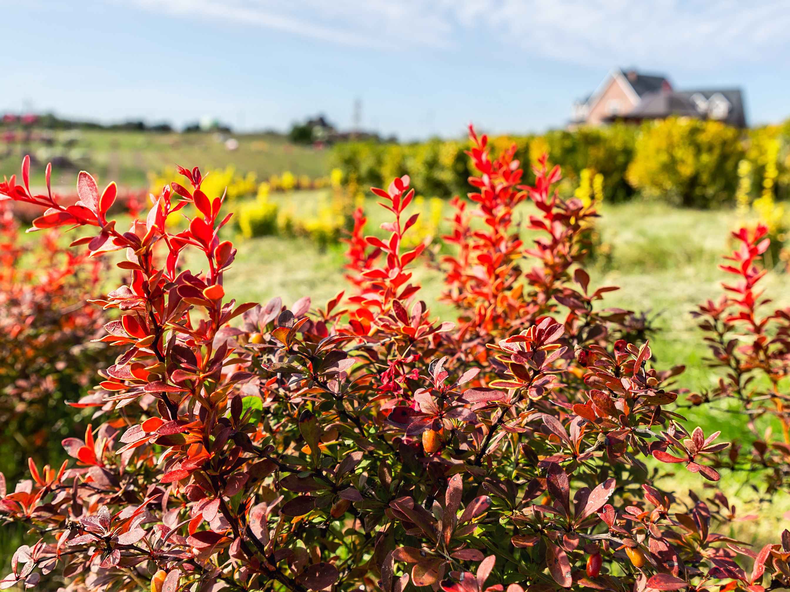 Berberine: Nature’s Ozempic for Blood Sugar &amp; Weight Loss