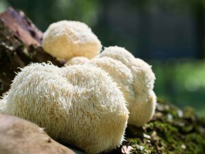 Lion’s Mane mushroom supporting brain health and memory improvement – natural nootropic benefits