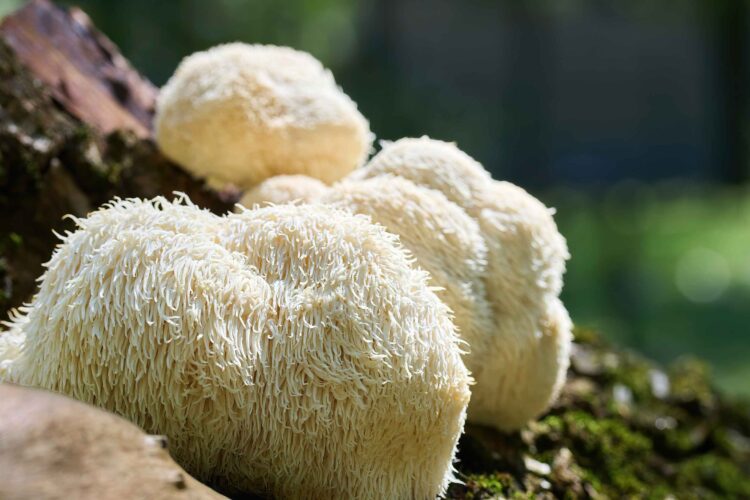 Lion’s Mane mushroom supporting brain health and memory improvement – natural nootropic benefits