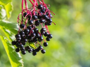 Elderberries and elderberry syrup – natural immune-boosting remedies for cold and flu.