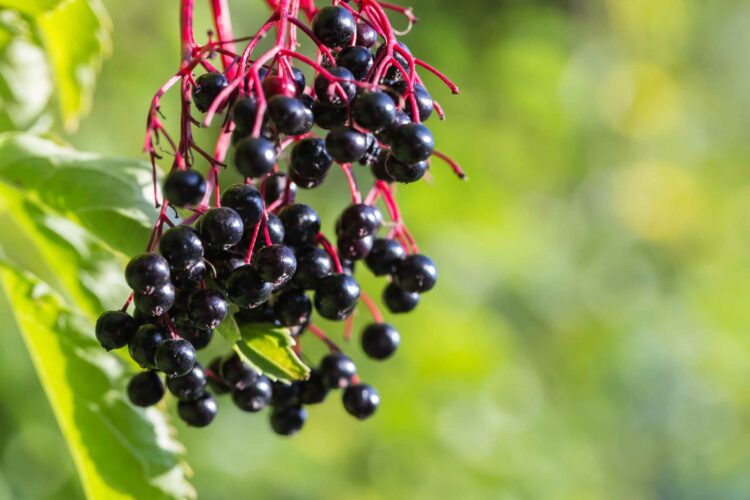 Elderberries and elderberry syrup – natural immune-boosting remedies for cold and flu.
