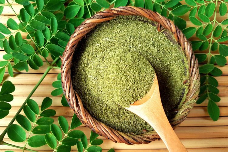 Fresh green moringa leaves from the Moringa oleifera tree