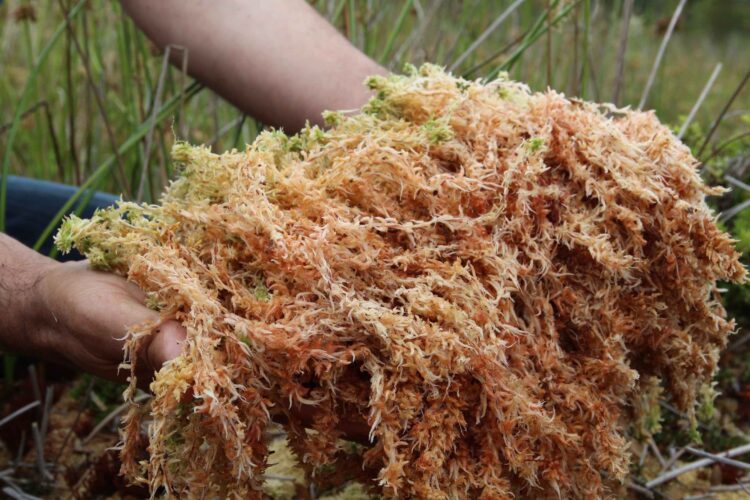 Irish Sea Moss – a natural superfood rich in minerals for immunity, energy, and skin health