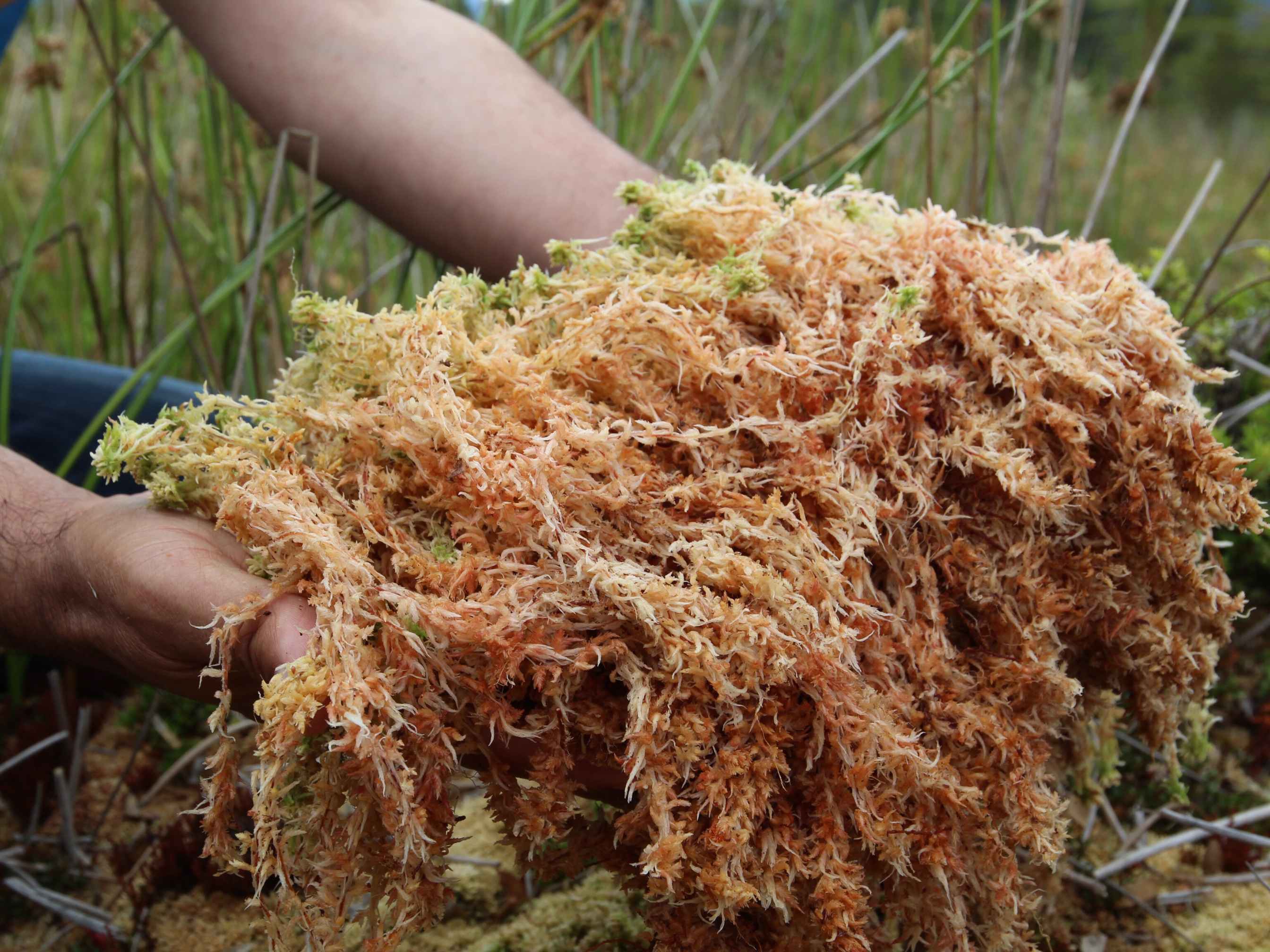 Sea Moss: A Natural Powerhouse for Your Body and Skin