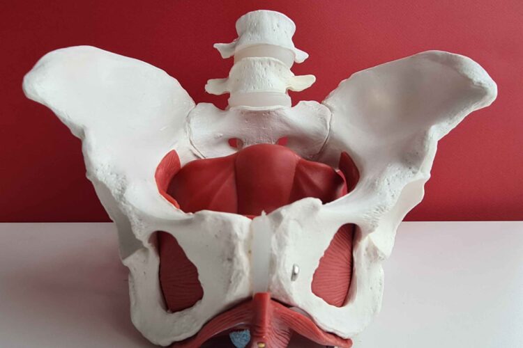 Illustration showing the role of pelvic floor muscles in supporting sexual function and overall pelvic health.