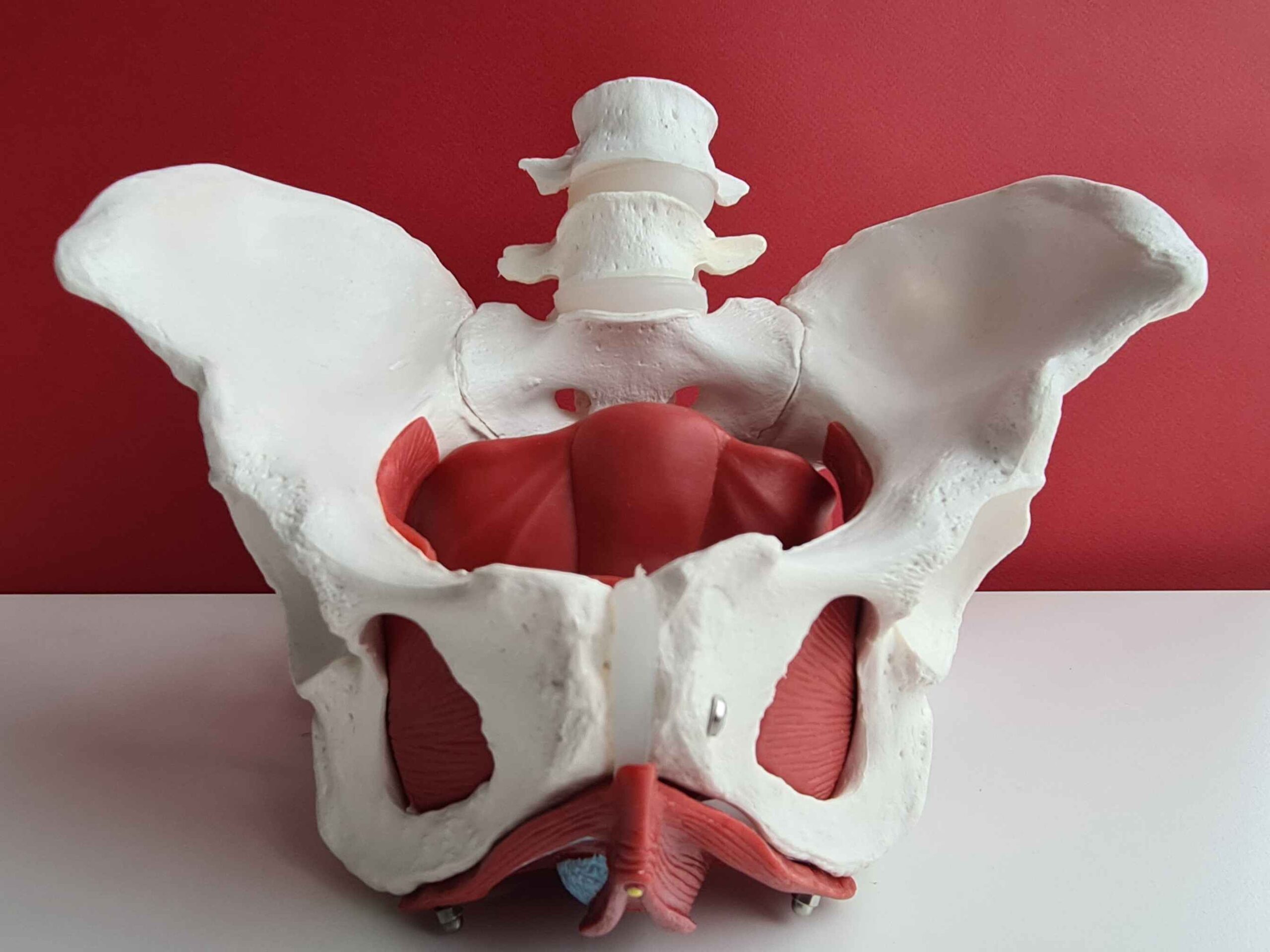 Illustration showing the role of pelvic floor muscles in supporting sexual function and overall pelvic health.