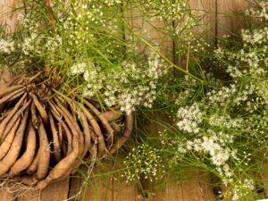Shatavari root – Ayurvedic herb supporting hormonal balance and female reproductive health.