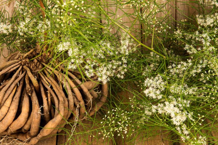 Shatavari root – Ayurvedic herb supporting hormonal balance and female reproductive health.