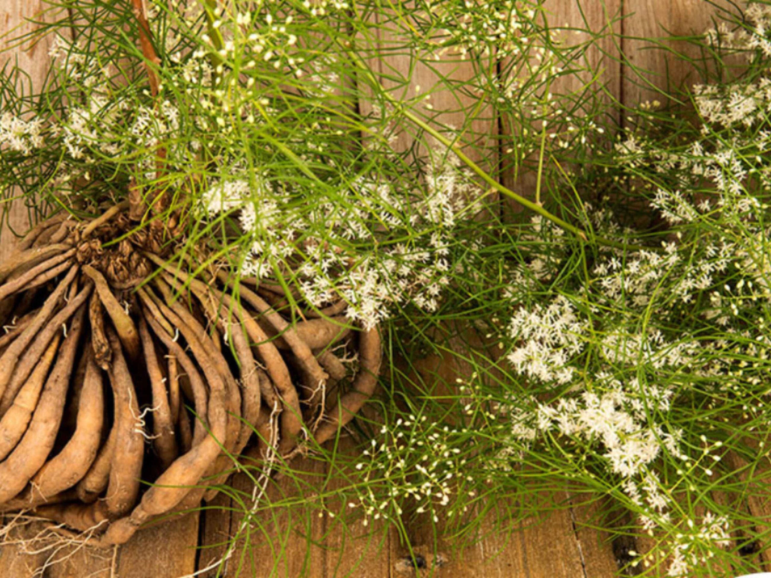 Shatavari root – Ayurvedic herb supporting hormonal balance and female reproductive health.