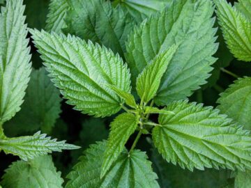 Nettle leaf – a natural remedy for joint pain, allergies, iron deficiency, and kidney health.