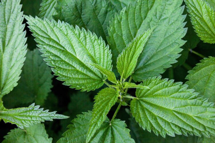 Nettle leaf – a natural remedy for joint pain, allergies, iron deficiency, and kidney health.