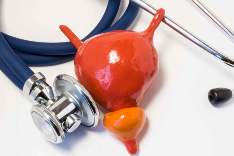 Illustration of prostate health and male reproductive wellness – supporting sexual function and hormonal balance